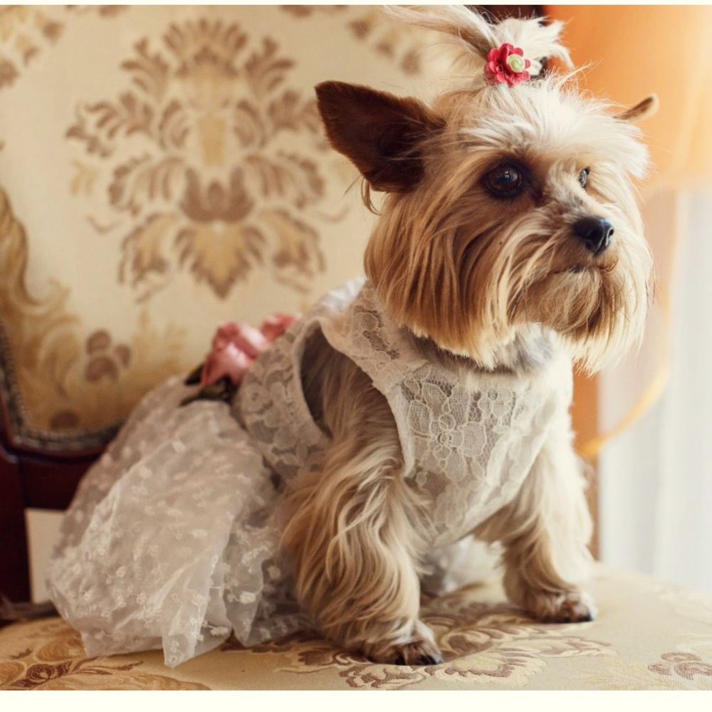 Fitwarm Luxury Rose Lace Pet Dog Weddding Dress Bride Clothes Formal Apparel~XXS